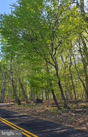 a view of a yard with plants and trees