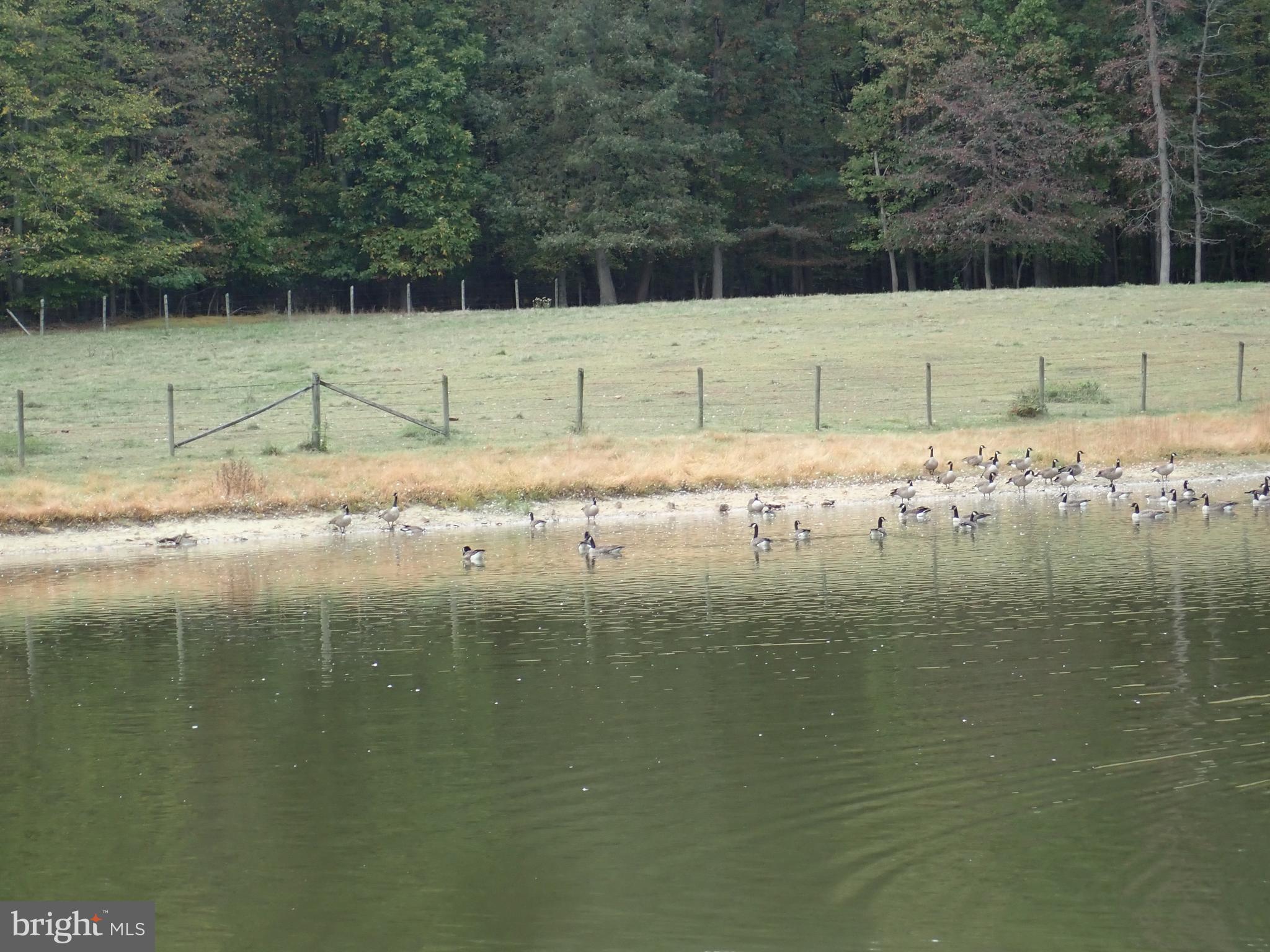 1029 Union Church Road Elkton, MD 21921 - Photo 16 of 50 Pond / Geese