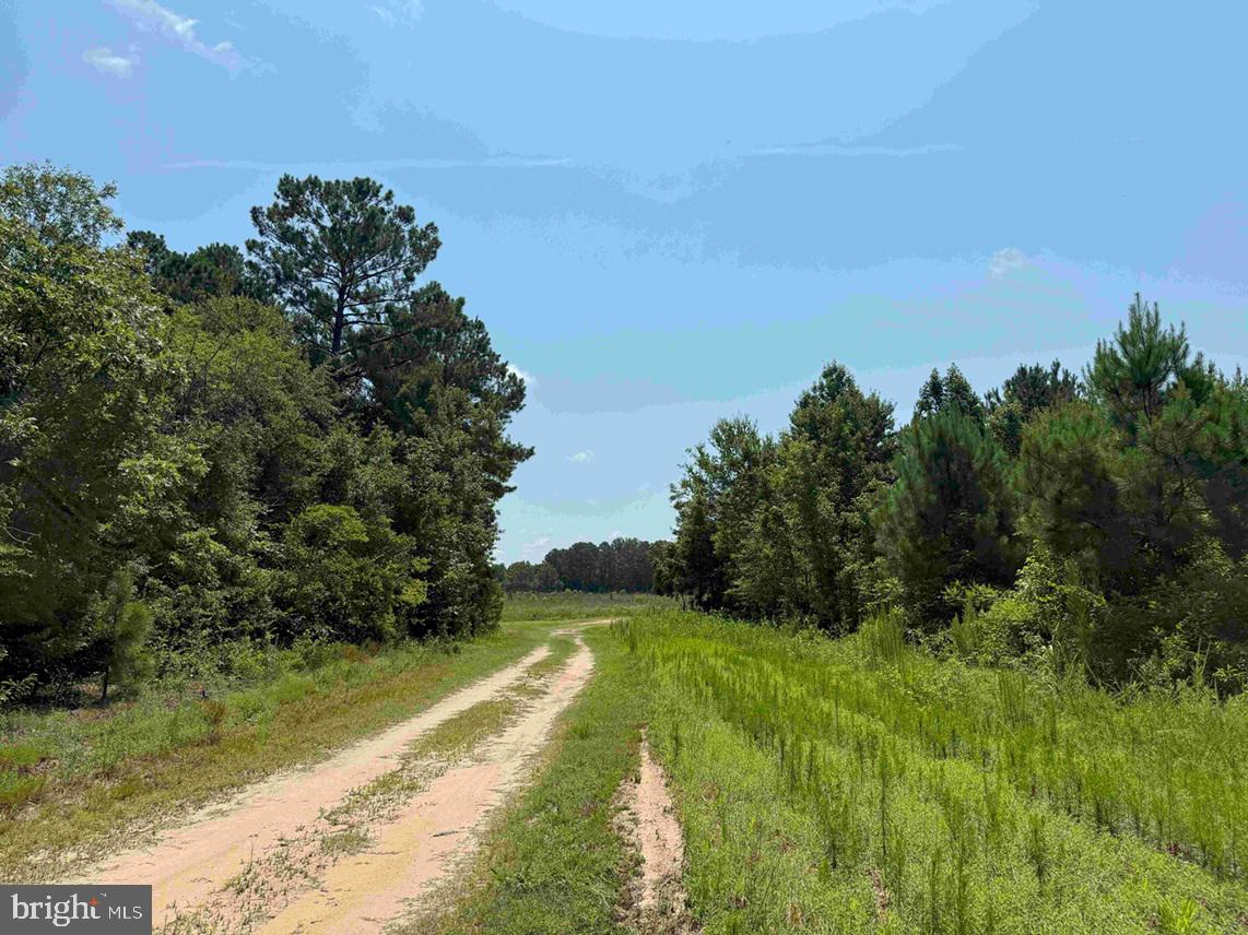 Tick Bite Road Grifton, NC 28530 - Photo 16 of 57 a view of a yard with a tree