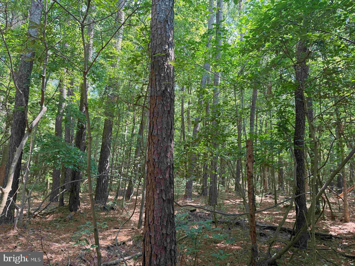 Tick Bite Road Grifton, NC 28530 - Photo 17 of 57 a view of forest