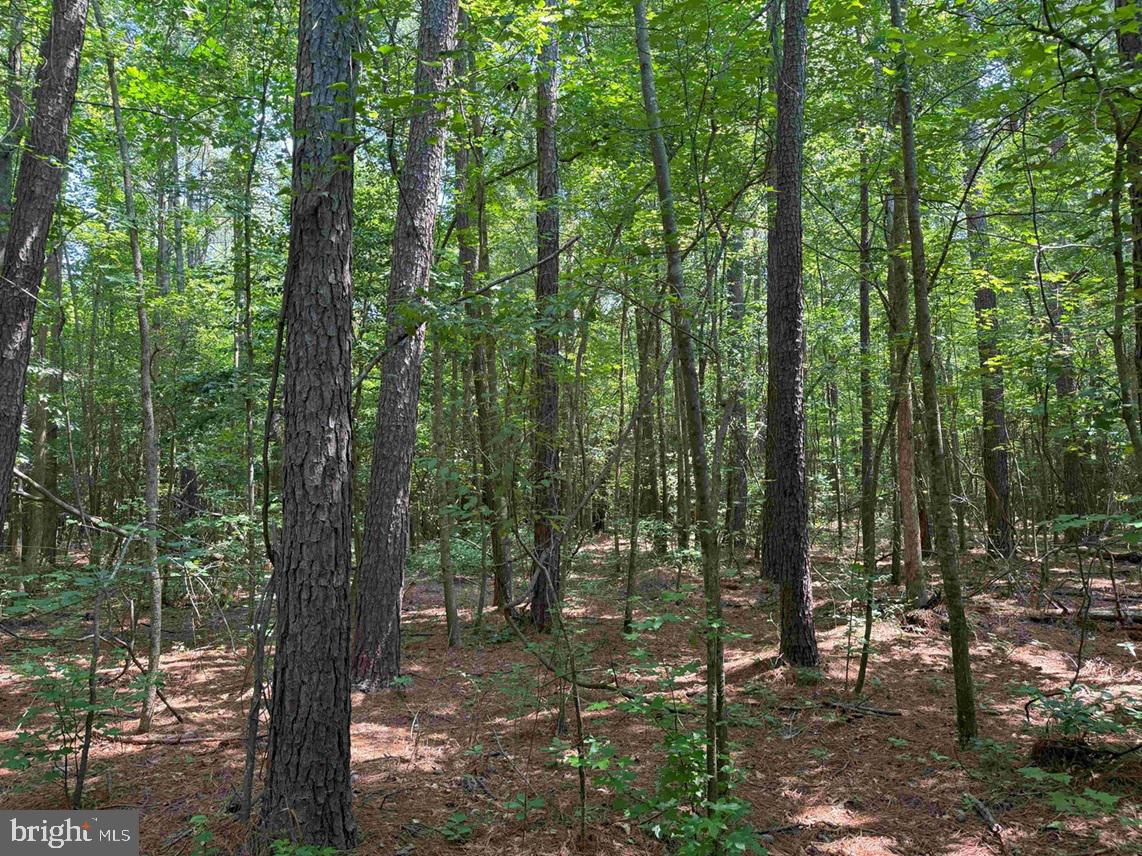 Tick Bite Road Grifton, NC 28530 - Photo 18 of 57 a view of forest