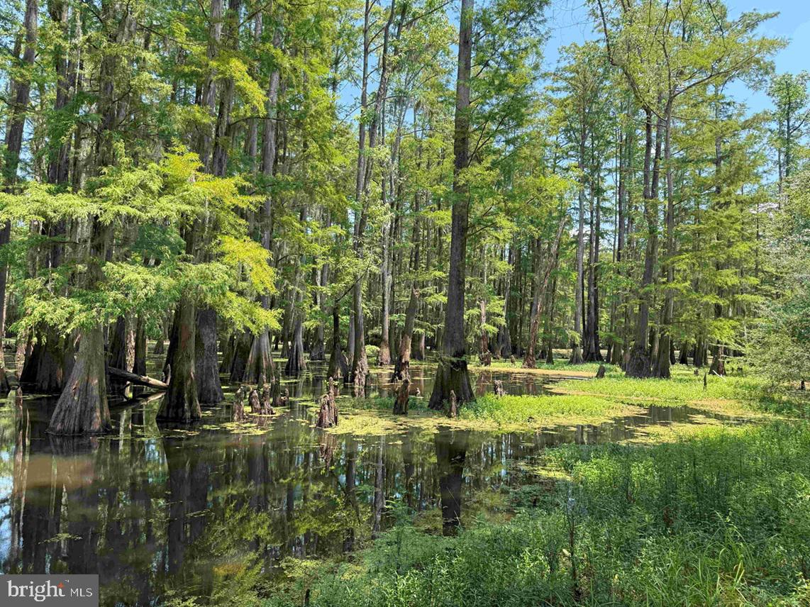 Tick Bite Road Grifton, NC 28530 - Photo 24 of 57 a view of outdoor space with trees all around