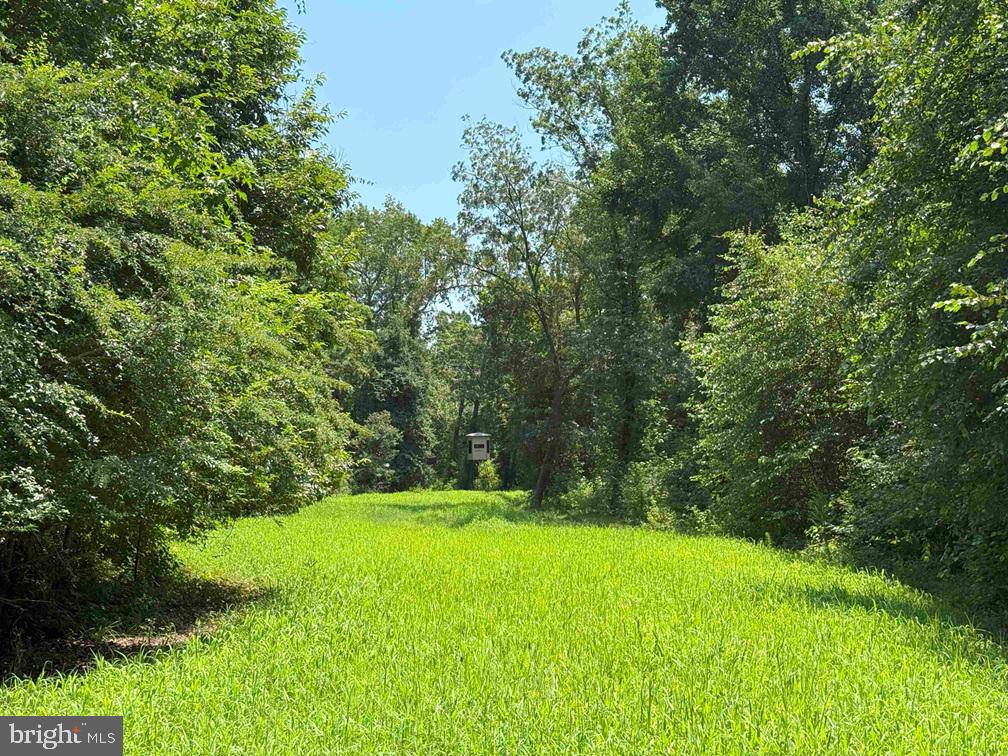 Tick Bite Road Grifton, NC 28530 - Photo 26 of 57 a view of green field with trees in the background