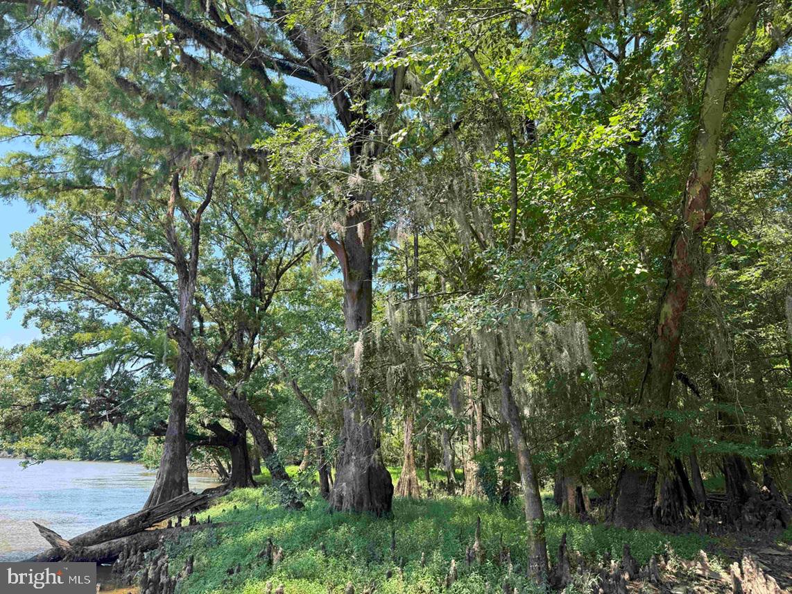 Tick Bite Road Grifton, NC 28530 - Photo 27 of 57 a view of a backyard