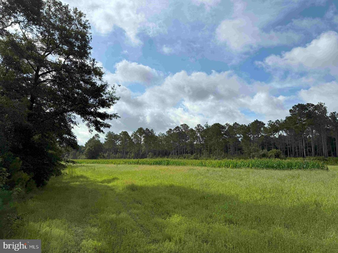 Tick Bite Road Grifton, NC 28530 - Photo 49 of 57 a view of outdoor space with green field and trees