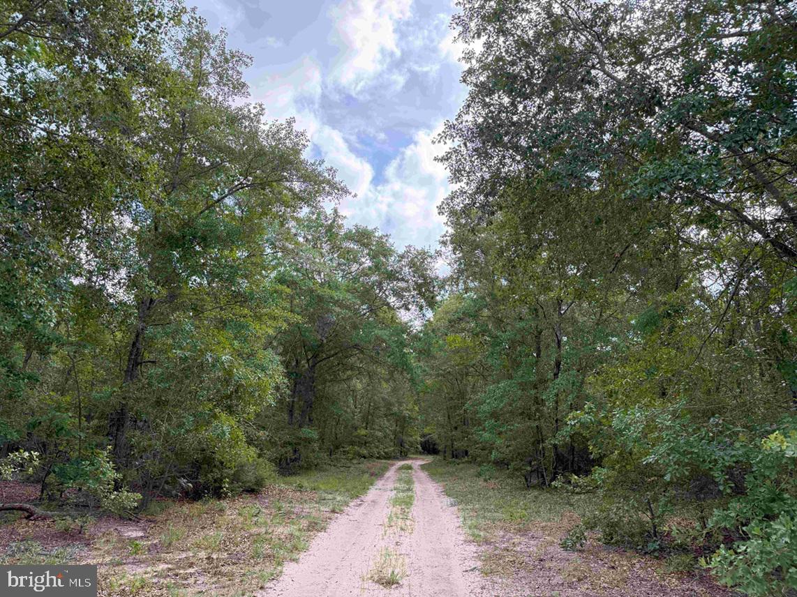 Tick Bite Road Grifton, NC 28530 - Photo 50 of 57 a view of a forest with trees in the background