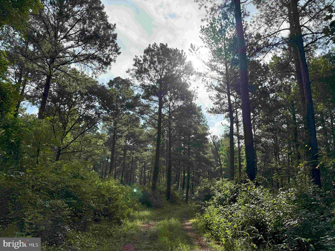 Tick Bite Road Grifton, NC 28530 - Photo 51 of 57 a view of a forest with trees