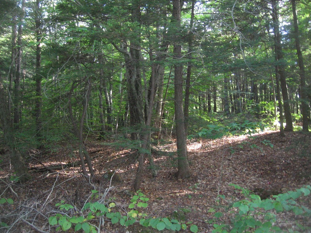 Lot 4 Sam Hill Road Worthington, MA 01098 - Photo 3 of 6