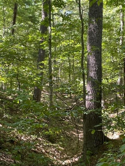 Stribling Springs Rd Mount Mount Solon, VA 22843 - Photo 17 of 20 a close up of a tree