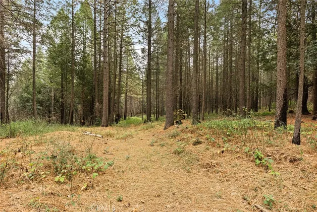 a row of trees with some trees