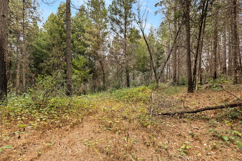 0 Old Forbestown Road Forbestown, CA 95941 - Photo 14 of 16 a view of a yard with plants and trees