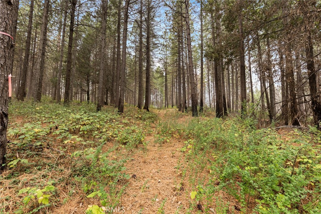 0 Old Forbestown Road Forbestown, CA 95941 - Photo 16 of 16 a large yard with large trees