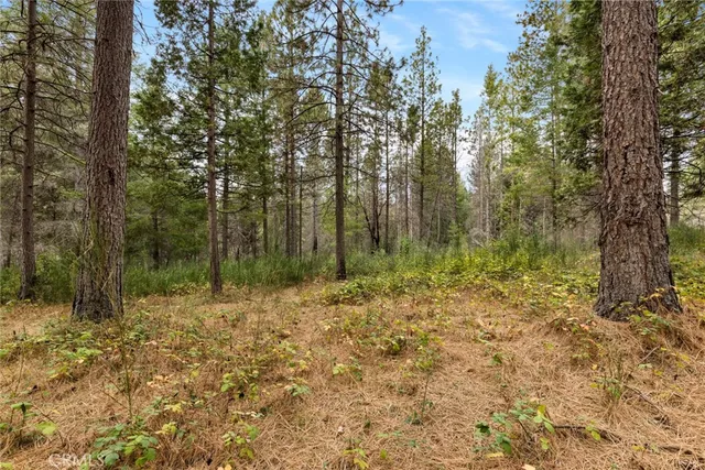 a view of a yard with trees