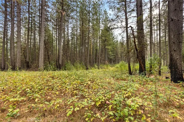 a view of a yard with large trees