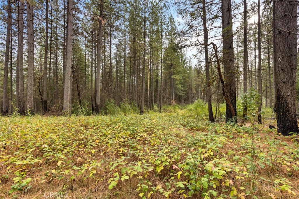 0 Old Forbestown Road Forbestown, CA 95941 - Photo 8 of 16 a view of a yard with large trees