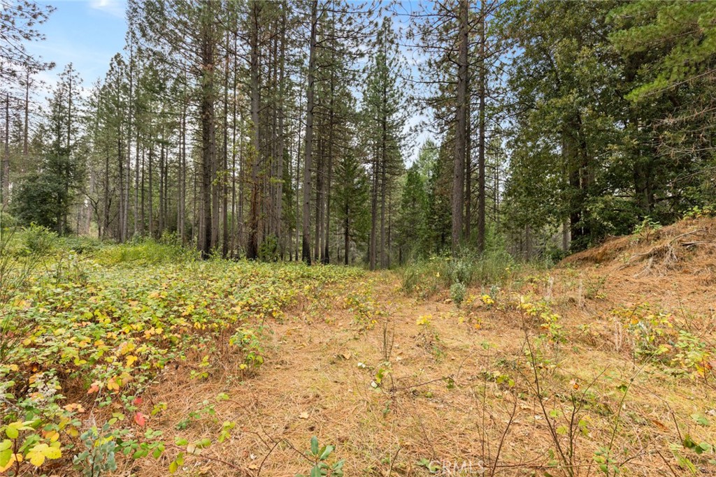 0 Old Forbestown Road Forbestown, CA 95941 - Photo 9 of 16 a view of backyard with green space