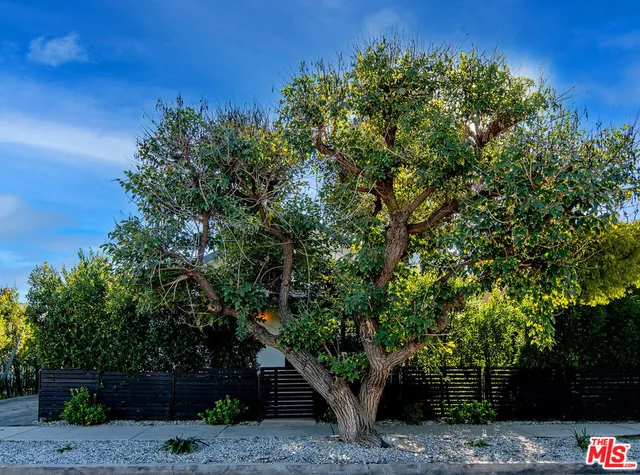 a tree in a backyard of a house