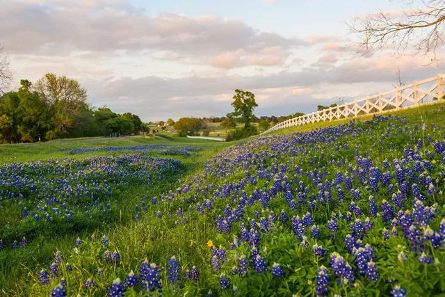 a view of a sign board with large trees