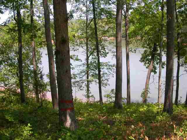 Lot 5 Suttles Road Martin, GA 30557 - Photo 3 of 5 Gallery Image 3