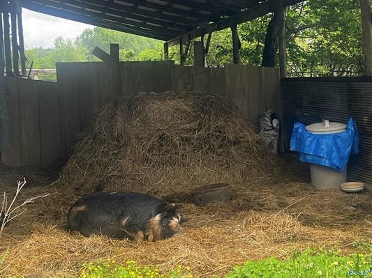 0 Echols Road Elora, TN 37328 - Photo 11 of 11 a backyard of a house