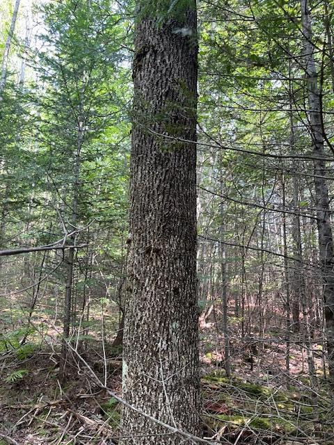 Lot 18-1 North Road Medford, ME 04463 - Photo 3 of 26 IMG_4908