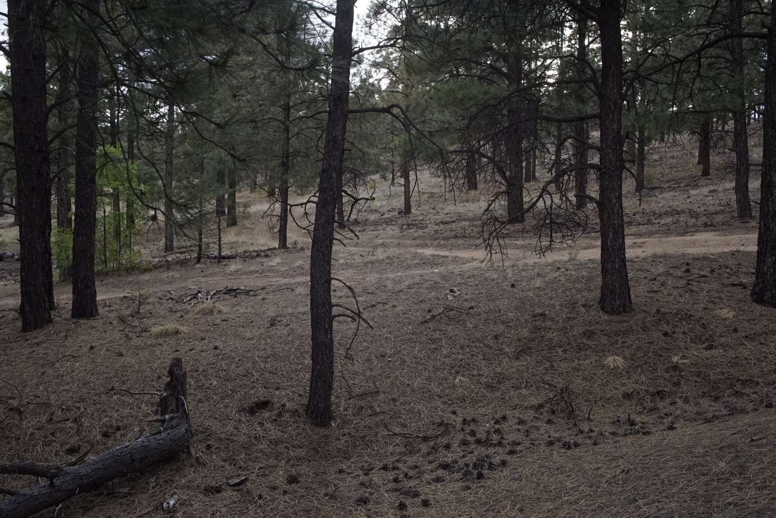0 A015 County Road Mora, NM 87732 - Photo 22 of 40