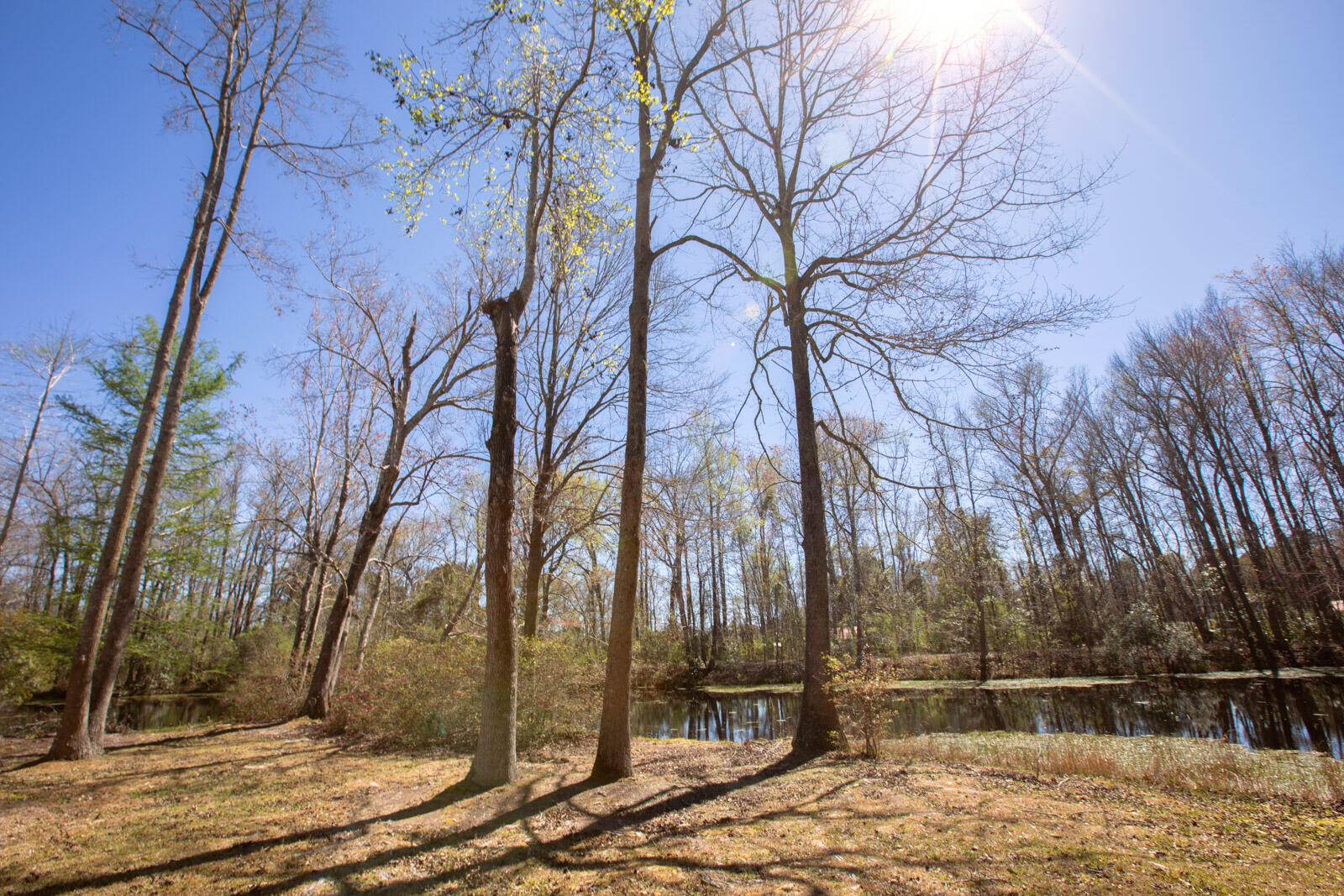 5673 Dixie Plantation Road Hollywood, SC 29449 - Photo 4 of 66 4U8A8535