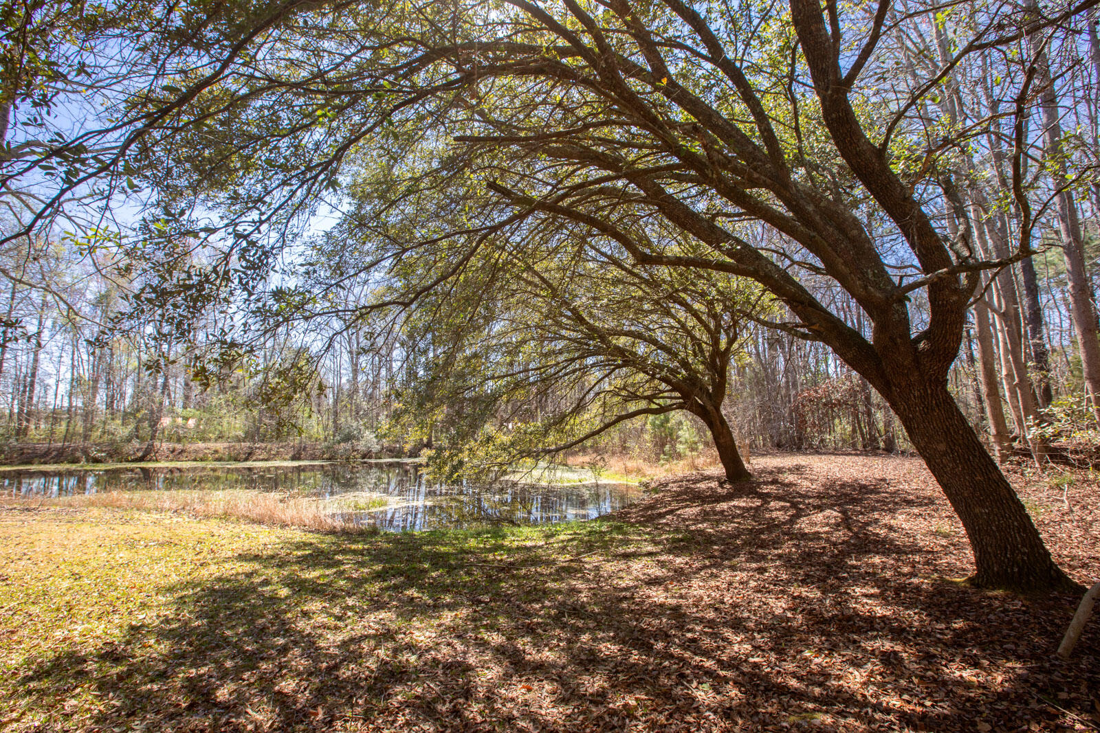5673 Dixie Plantation Road Hollywood, SC 29449 - Photo 60 of 66 4U8A8558