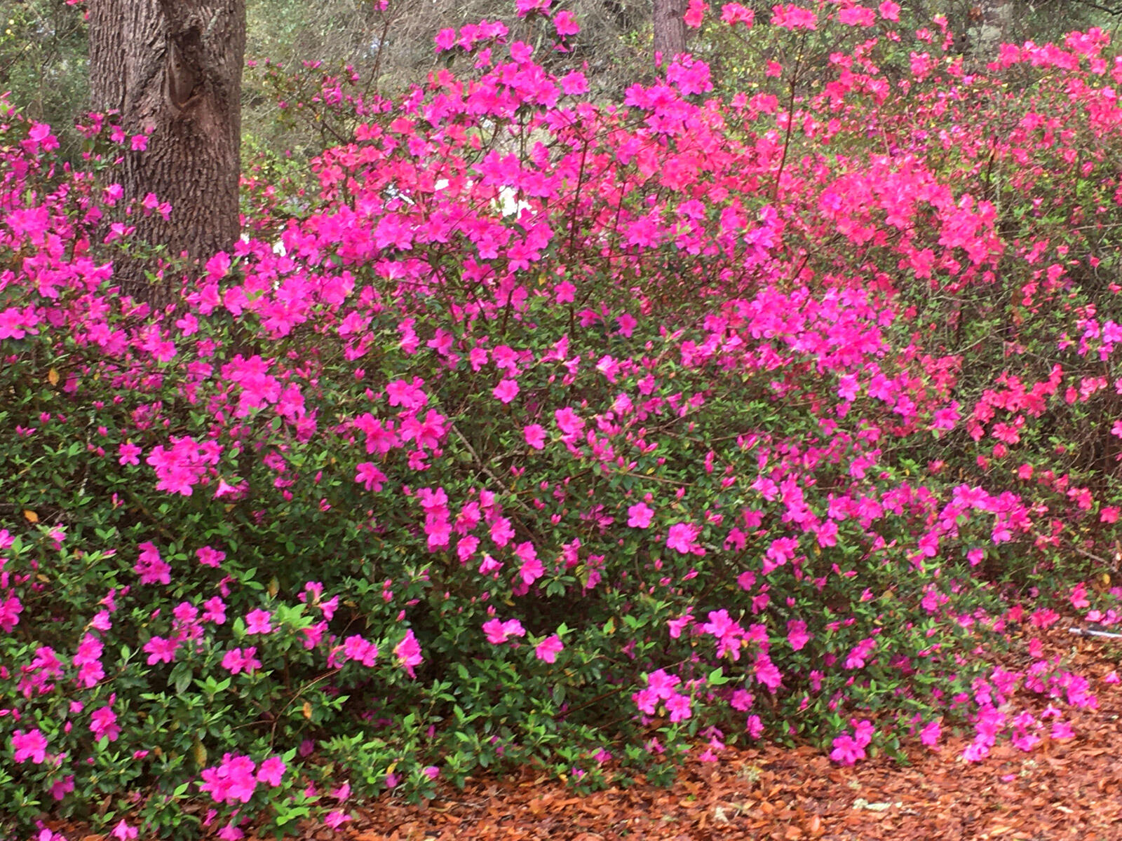 5673 Dixie Plantation Road Hollywood, SC 29449 - Photo 62 of 66 IMG_1305 3