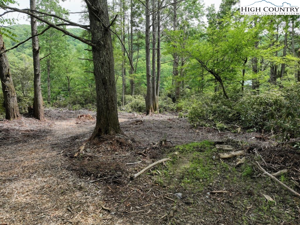 1772 Ripshin Mountain Road Roan Mountain, TN 37687 - Photo 7 of 30 a view of a forest with trees
