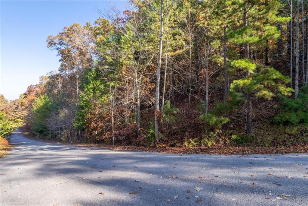 a view of a yard with plants and trees