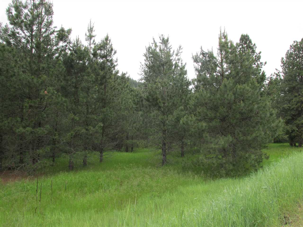 631 Williams Lake Road Colville, WA 99114 - Photo 3 of 7