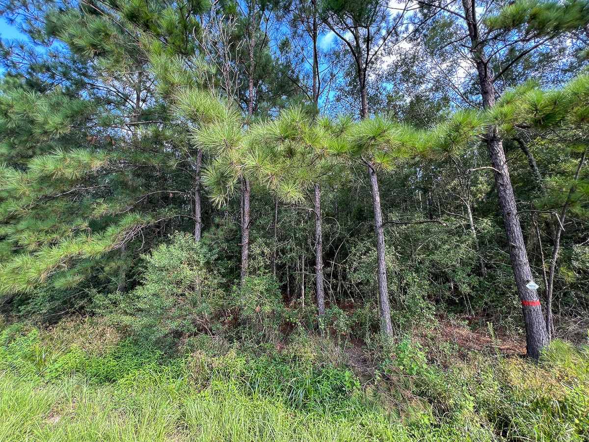 1 Fm 2802 Vidor, TX 77662 - Photo 13 of 13