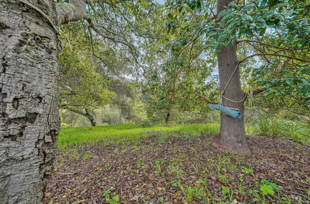 a view of a yard with plants and large trees