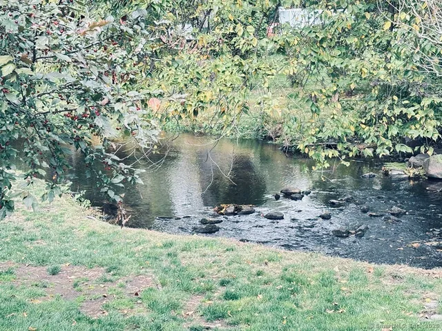 a view of a lake with a tree