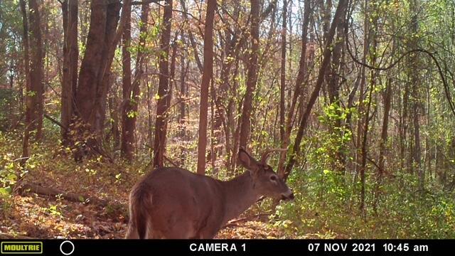 Buck-5