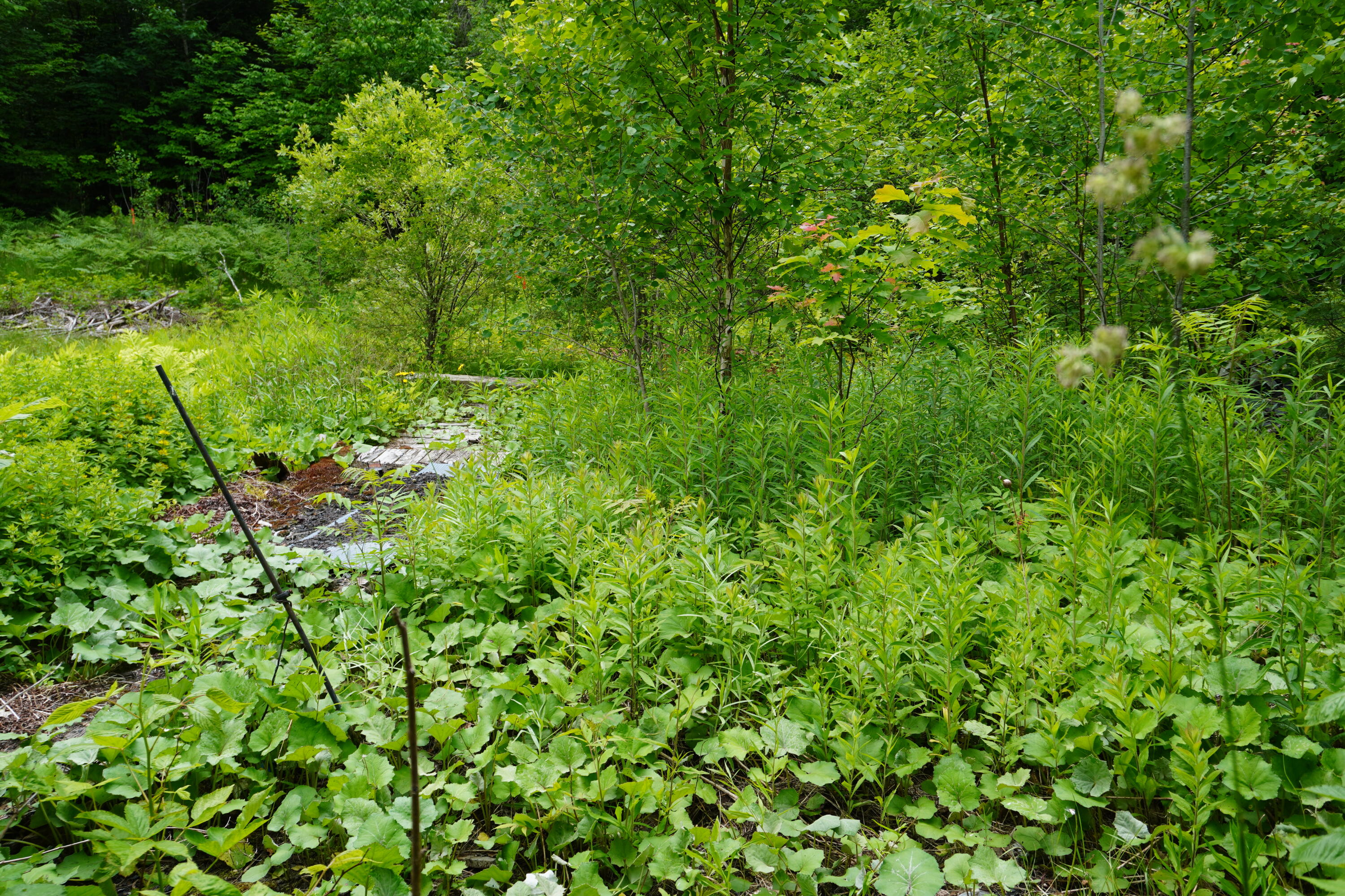 Lot 46.2 Ridge Road Bingham, ME 04920 - Photo 4 of 7 Land