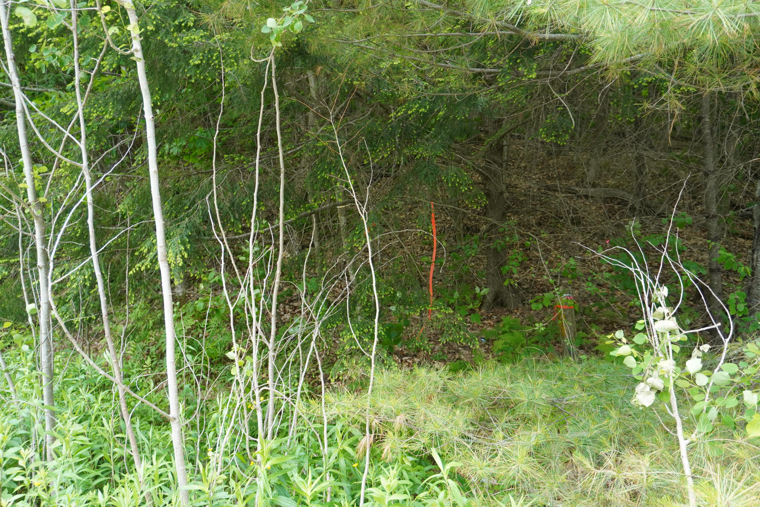 Lot 46.2 Ridge Road Bingham, ME 04920 - Photo 6 of 7 Marker