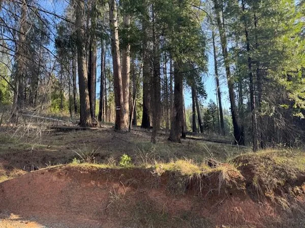 a view of a yard with trees