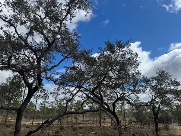 a view of a field with a tree