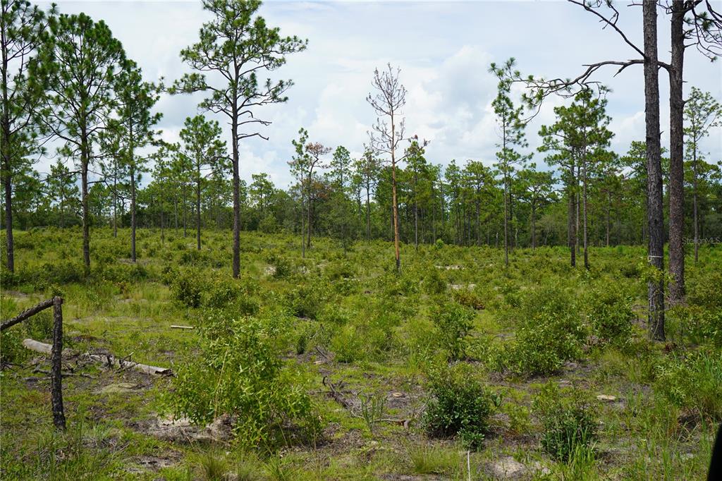 121 Southeast State Road Morriston, FL 32668 - Photo 12 of 14