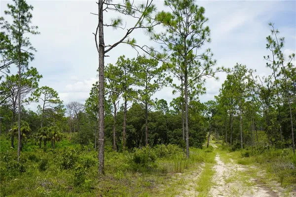 a view of a lush green forest with lots of trees