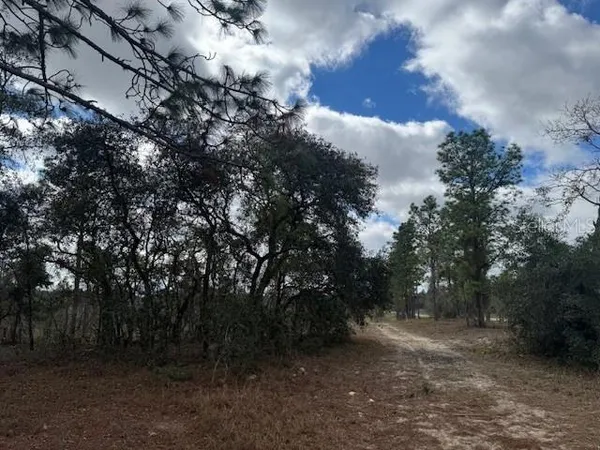 a view of a forest