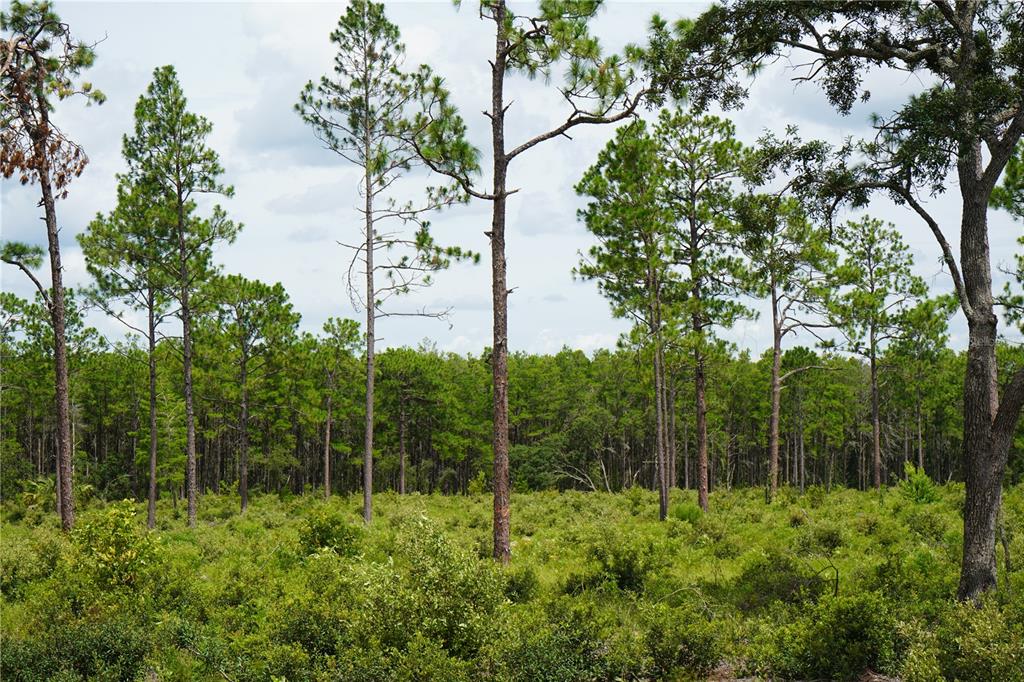 121 Southeast State Road Morriston, FL 32668 - Photo 9 of 14