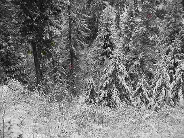 37 Deer Creek Road Valley, WA 99181 - Photo 8 of 9 Gallery Image 8