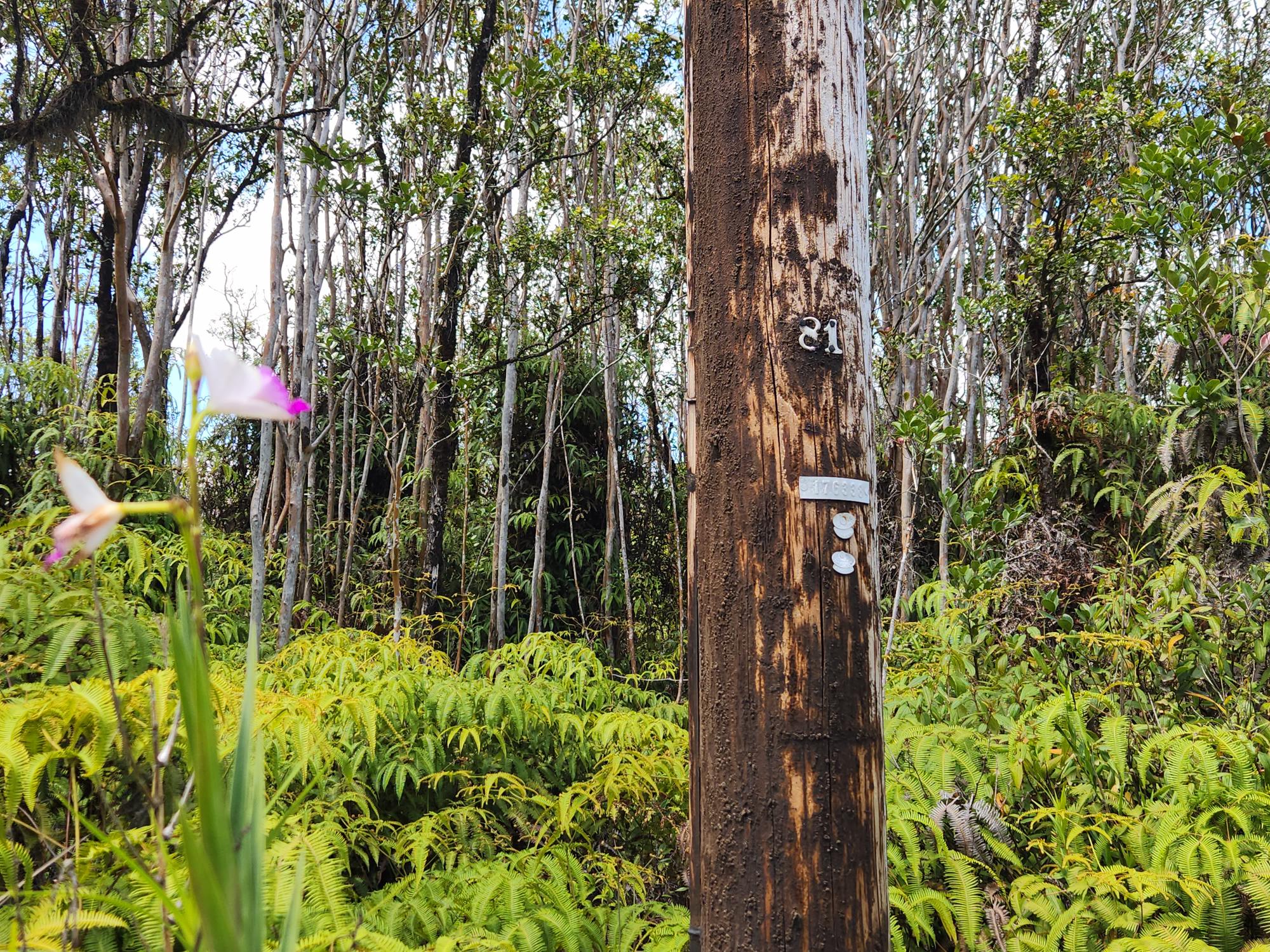 46 Apuakehau Road Mountain View, HI 96771 - Photo 5 of 6