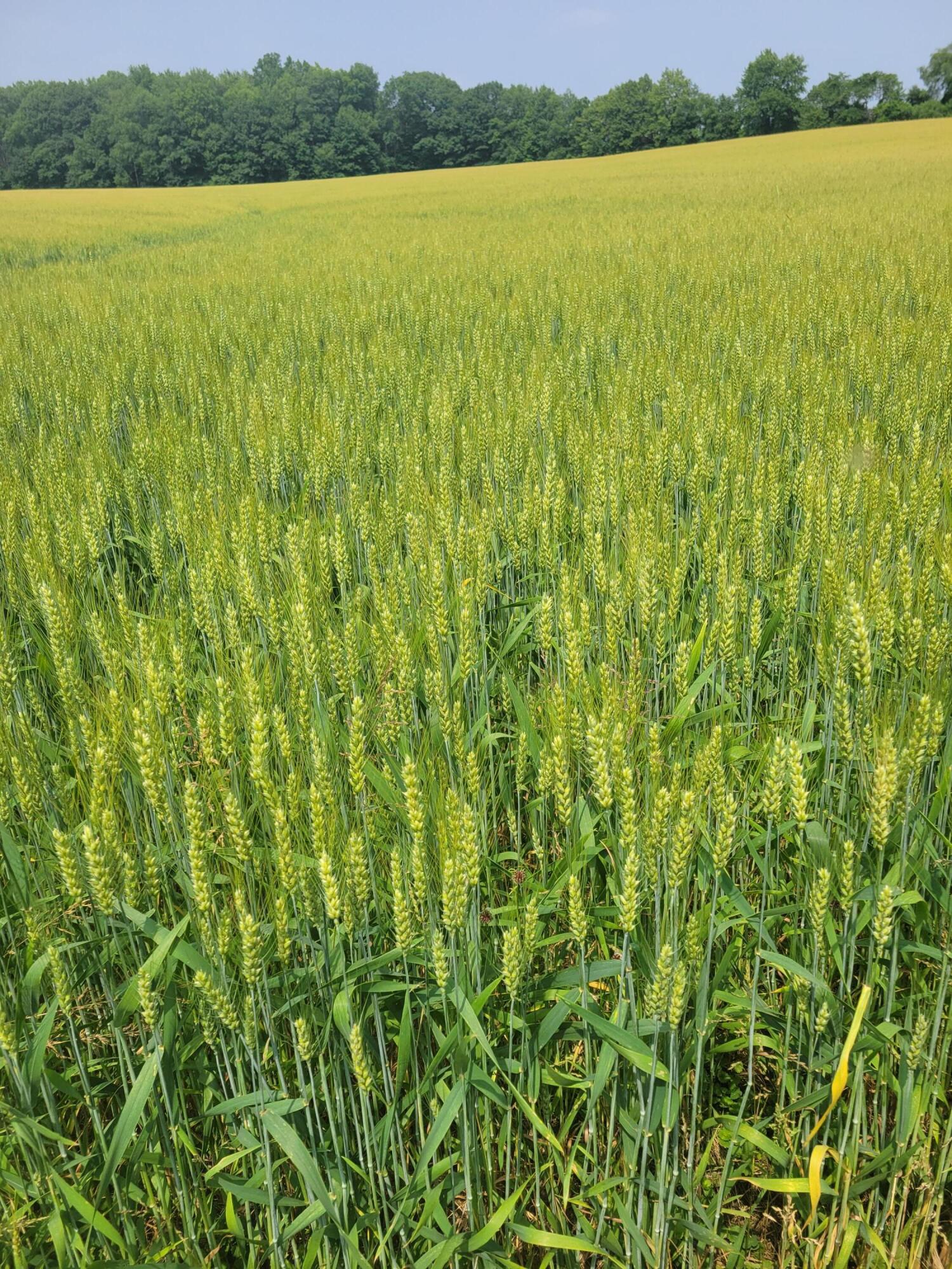 6475 Olive Branch Road Galien, MI 49113 - Photo 60 of 62 20230618_153435