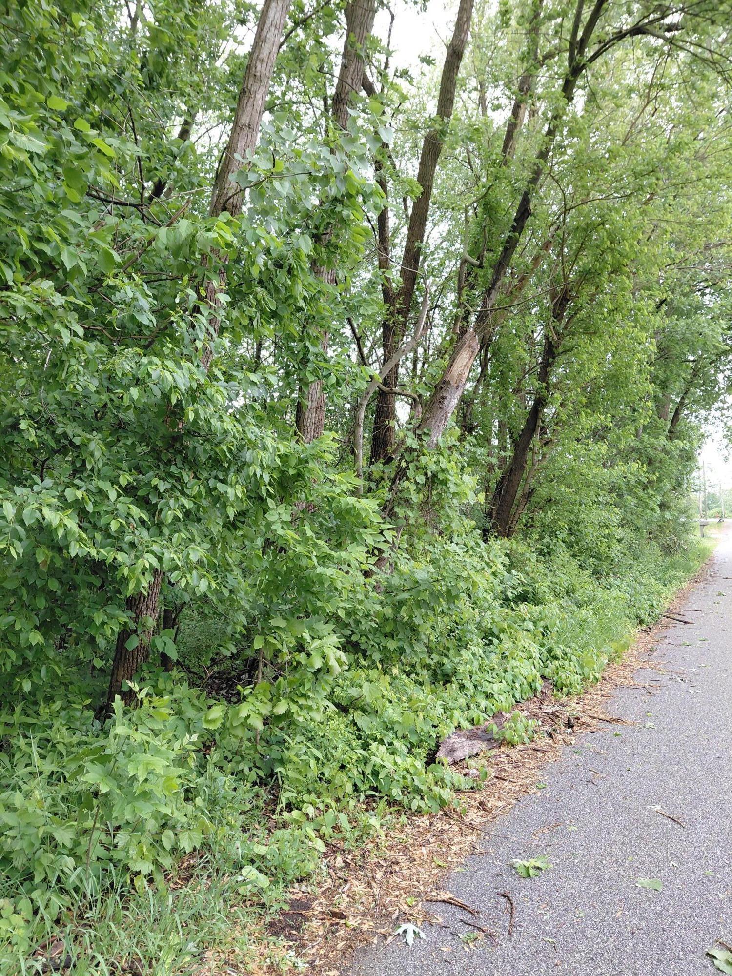 5455 Connecticut Street Merrillville, IN 46410 - Photo 3 of 4 a view of a garden with plants