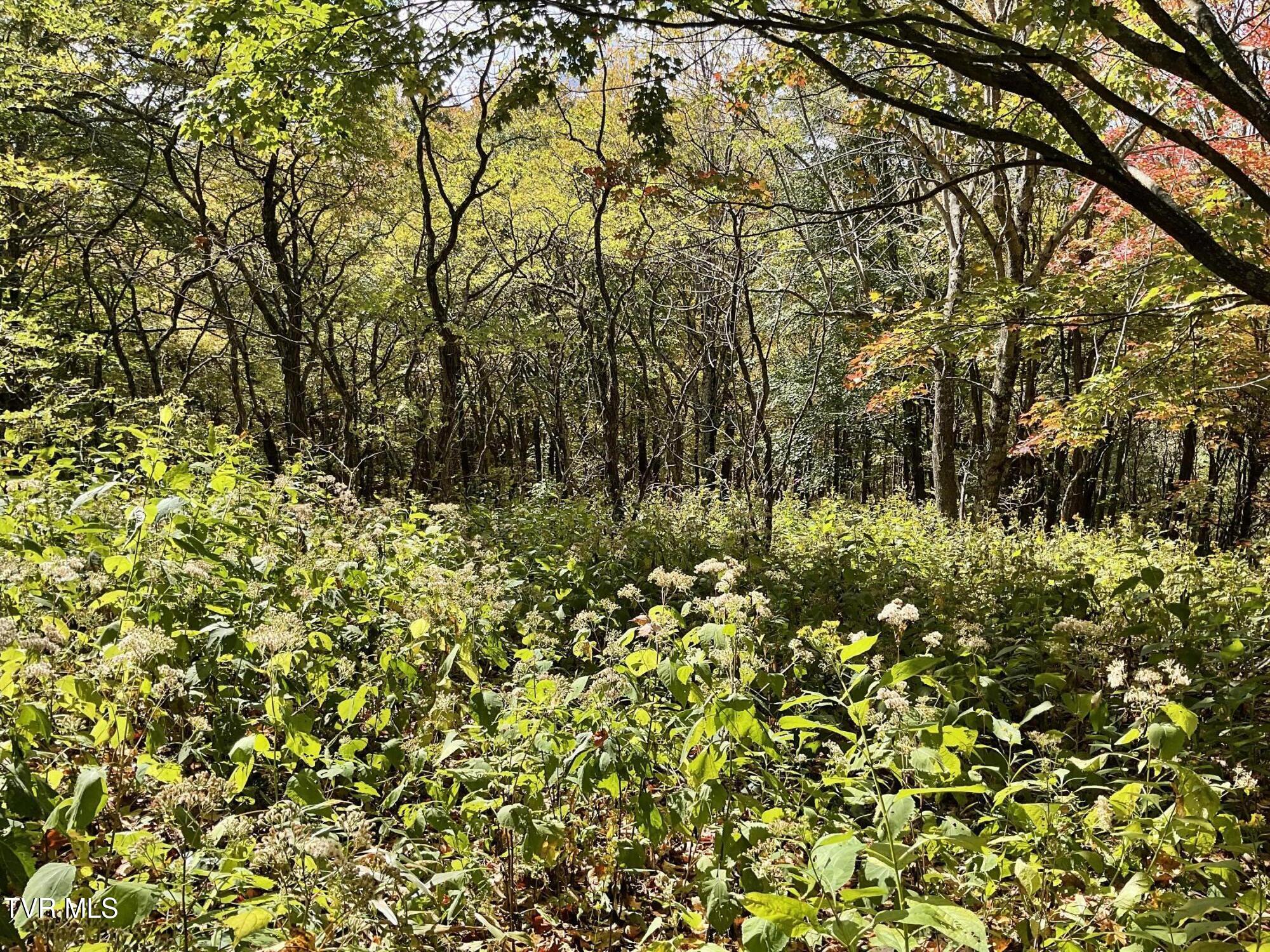 Tbd Tbd Modock Northeast Road, Unit 36C Trade, TN 37691 - Photo 5 of 14 IMG_1546