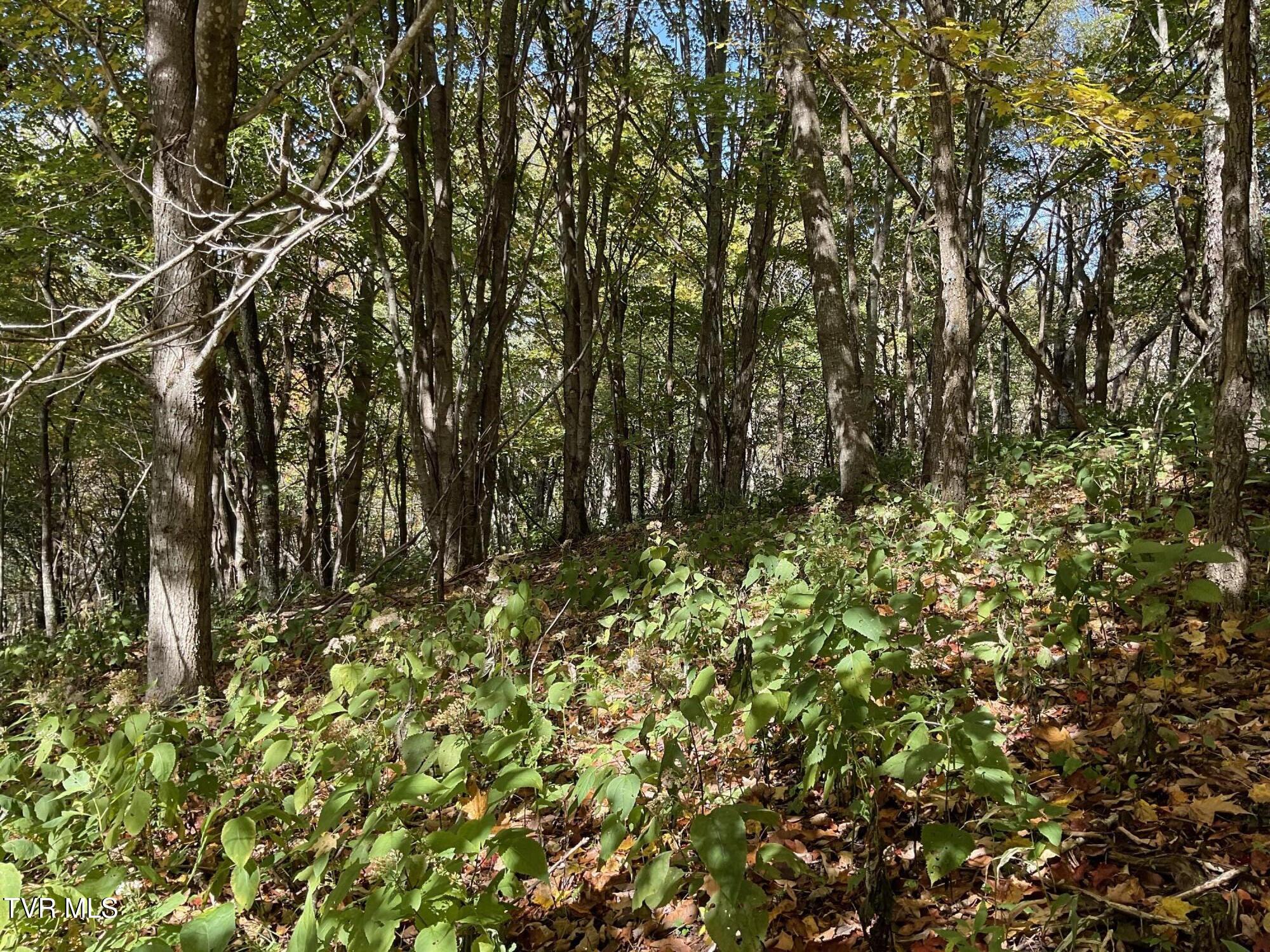 Tbd Tbd Modock Northeast Road, Unit 36C Trade, TN 37691 - Photo 6 of 14 IMG_1547